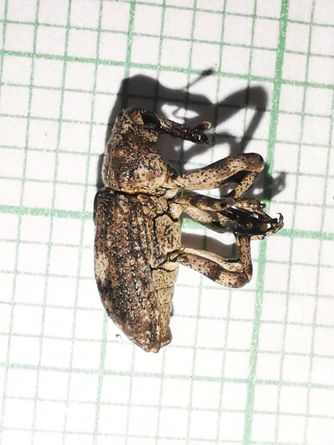 Gasterocercus depressirostris - laposorrú ormányos