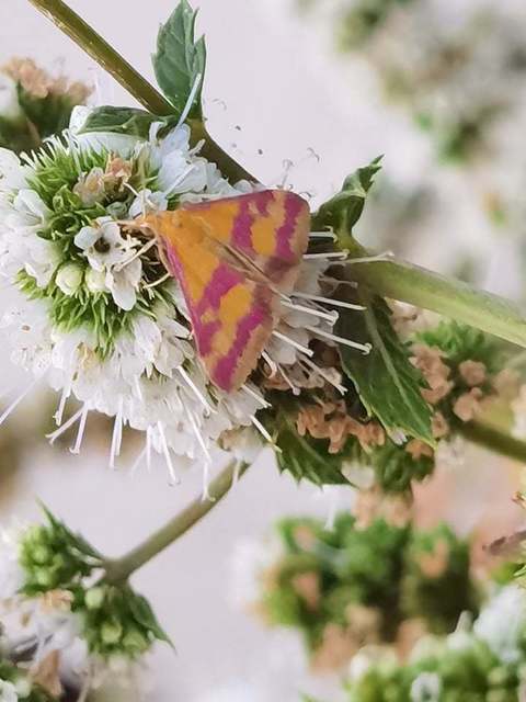 Pyrausta sanguinalis/virginalis