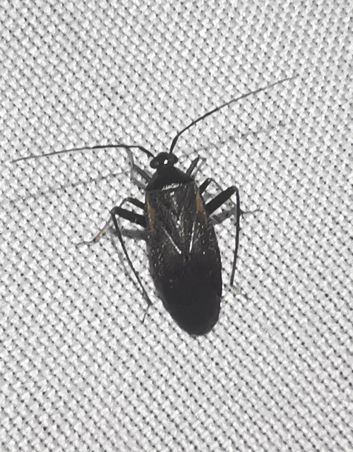 Adelphocoris seticornis - szegélyes mezeipoloska