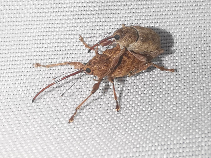 Curculio elephas - gesztenyezsuzsóka