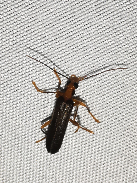 Nacerdes carniolica - karnóliai álcincér