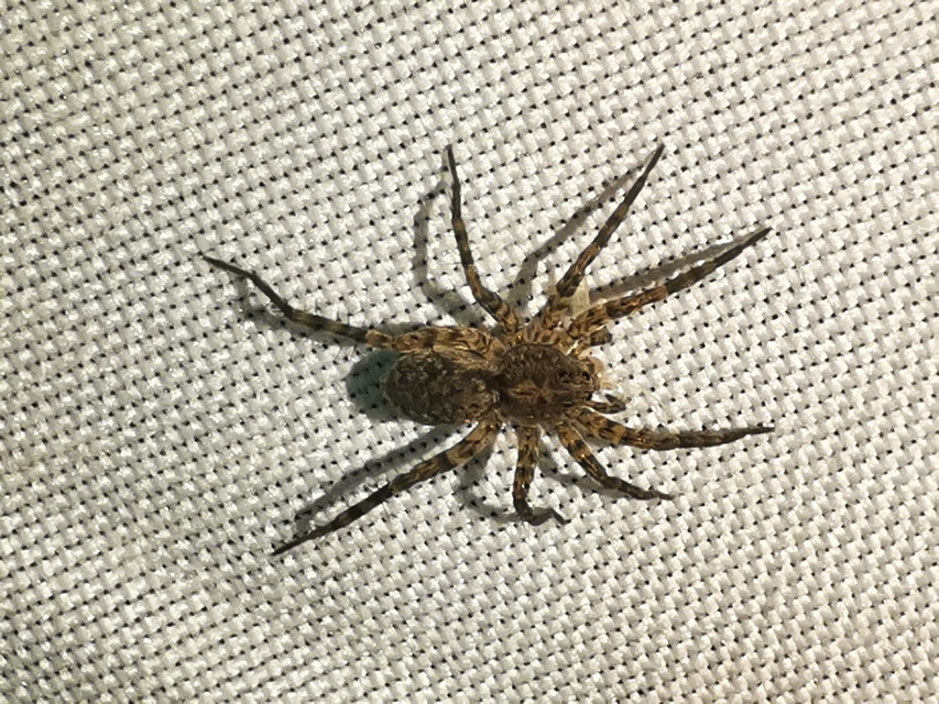 Pardosa hortensis