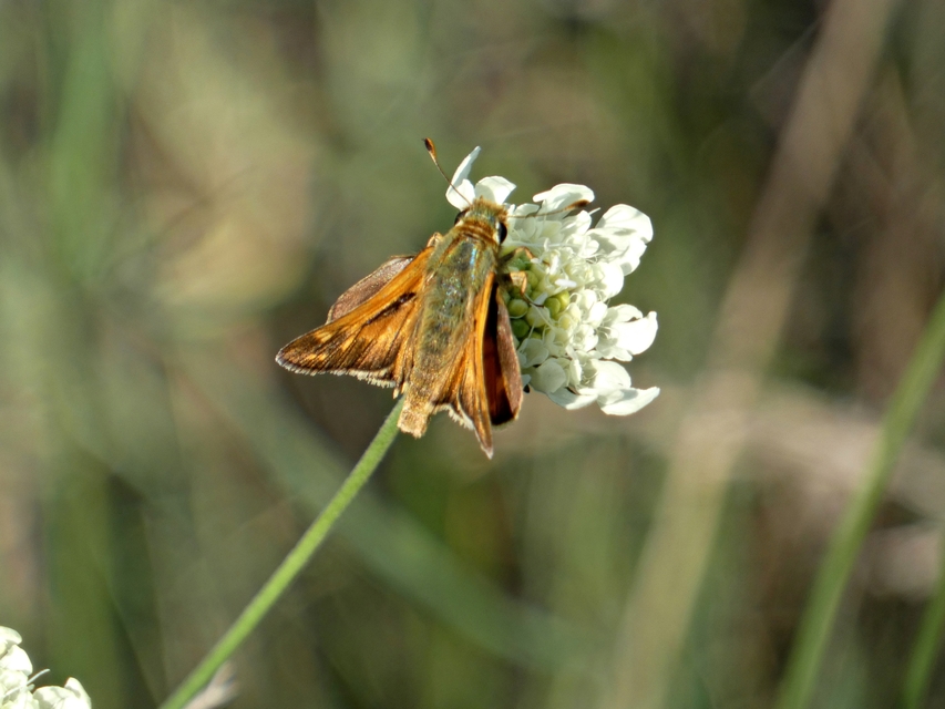 Hesperia comma - vesszős busalepke