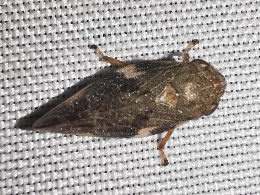 Aphrophora alni