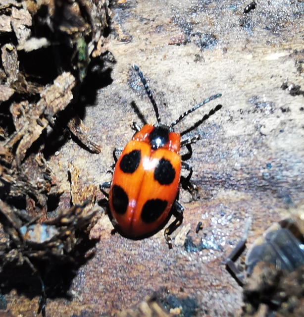 Endomychus coccineus - négypettyes álböde