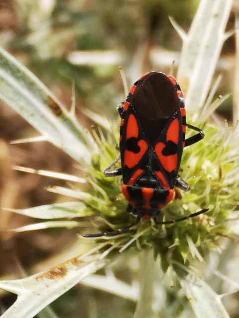Spilostethus saxatilis - virágbodobács