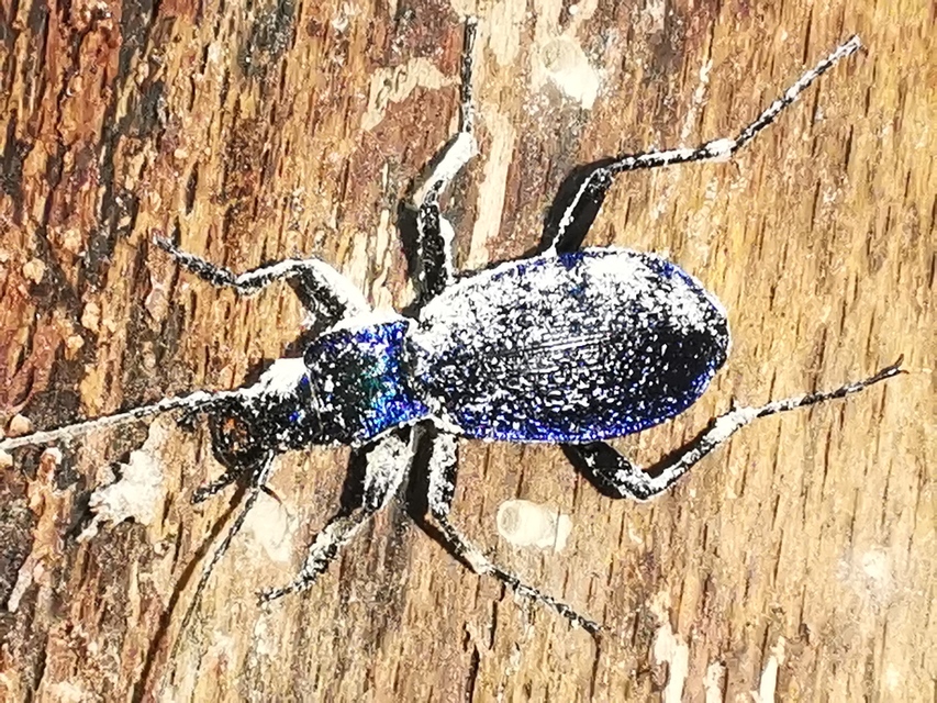 Carabus intricatus - kék laposfutrinka