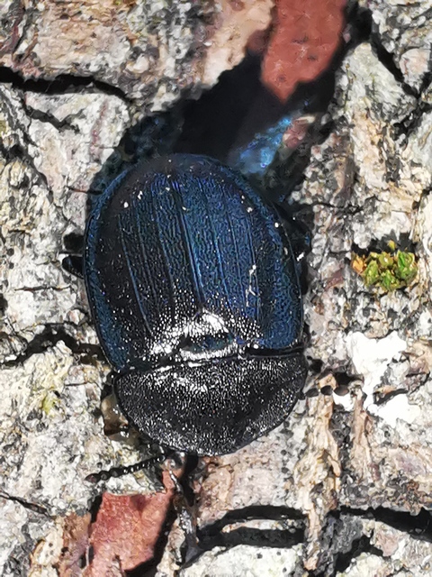 Phosphuga atrata - bordás csigarabló