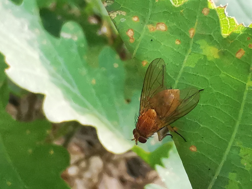 Phaonia pallida