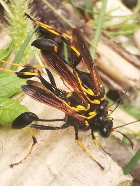 Sceliphron caementarium - feketenyelű lopódarázs