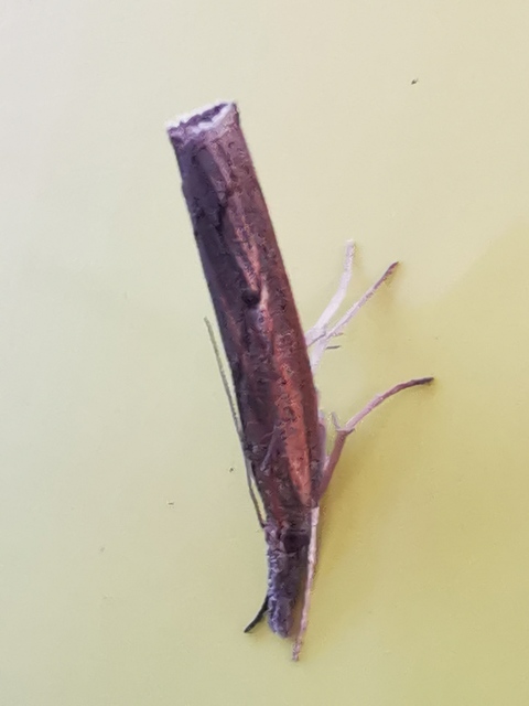 Pediasia contaminella - mocskos fűgyökérmoly