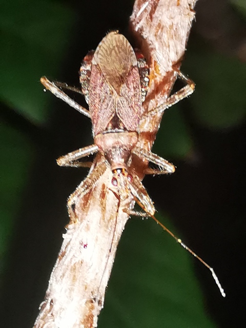 Himacerus apterus - nagy tolvajpoloska