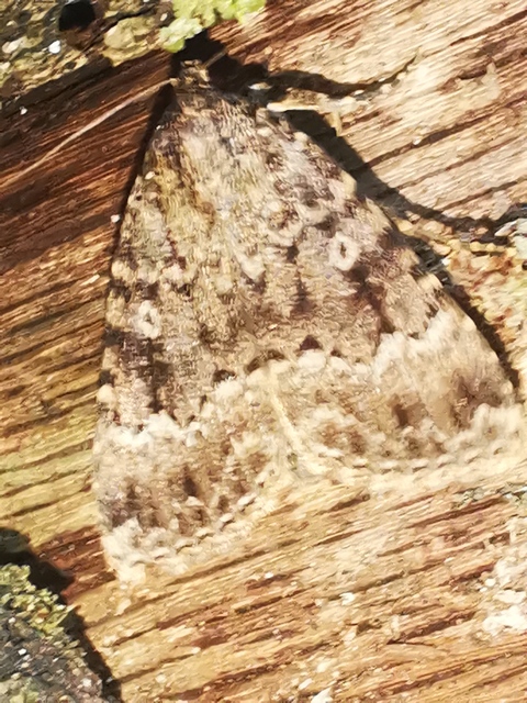Amphipyra berbera/pyramidea
