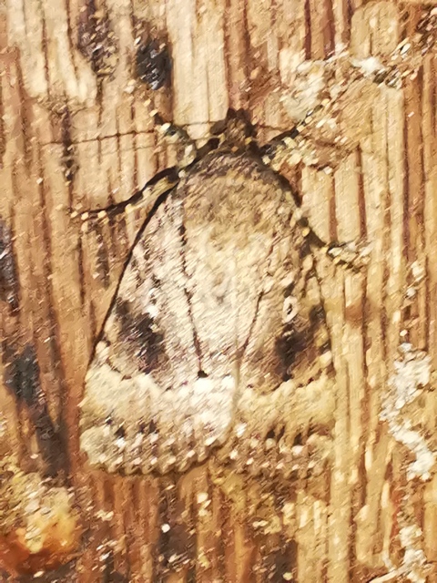 Amphipyra berbera/pyramidea