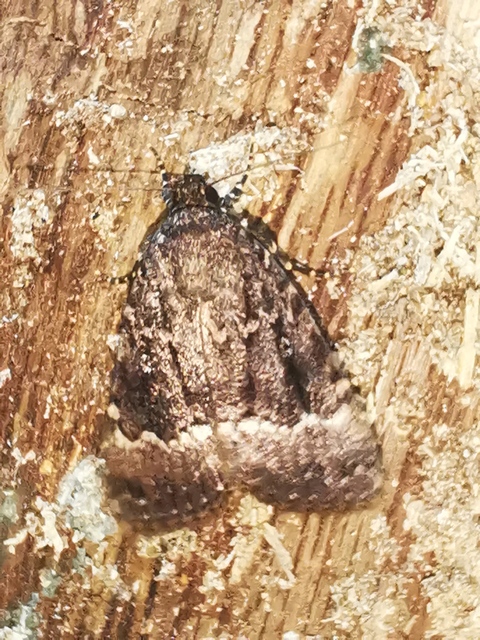 Amphipyra berbera/pyramidea
