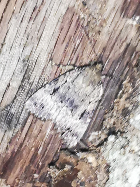 Amphipyra berbera/pyramidea