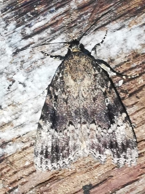 Amphipyra berbera/pyramidea