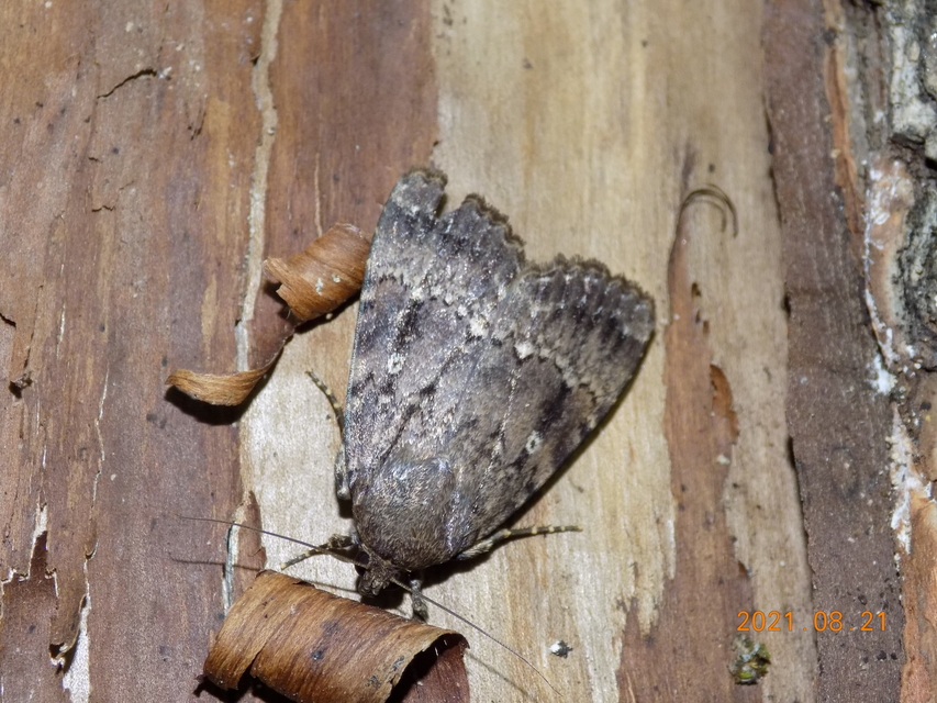 Amphipyra berbera/pyramidea