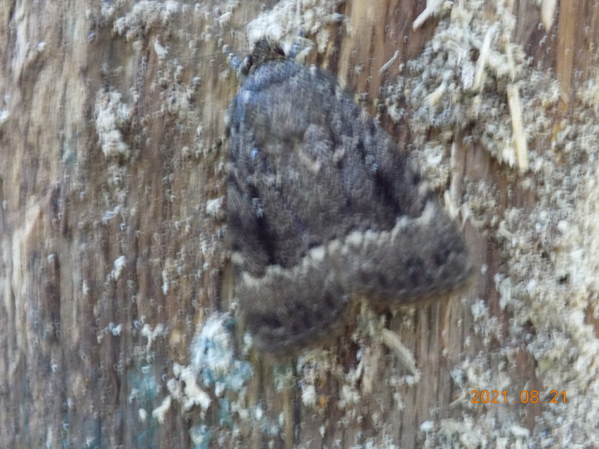 Amphipyra berbera/pyramidea