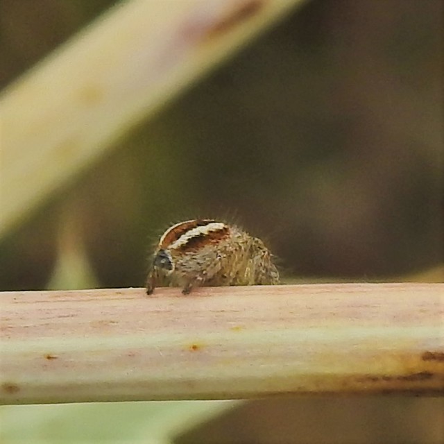 Philaeus chrysops - piros ugrópók