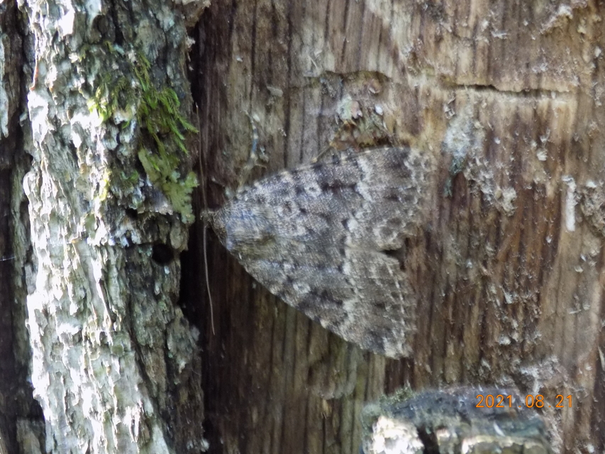 Amphipyra berbera/pyramidea