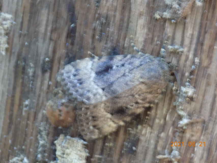 Amphipyra berbera/pyramidea