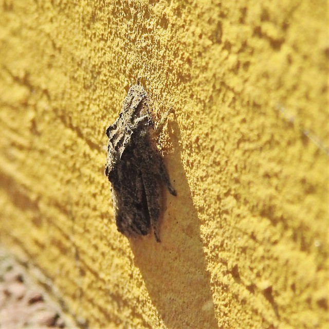 Ledra aurita - füleskabóca