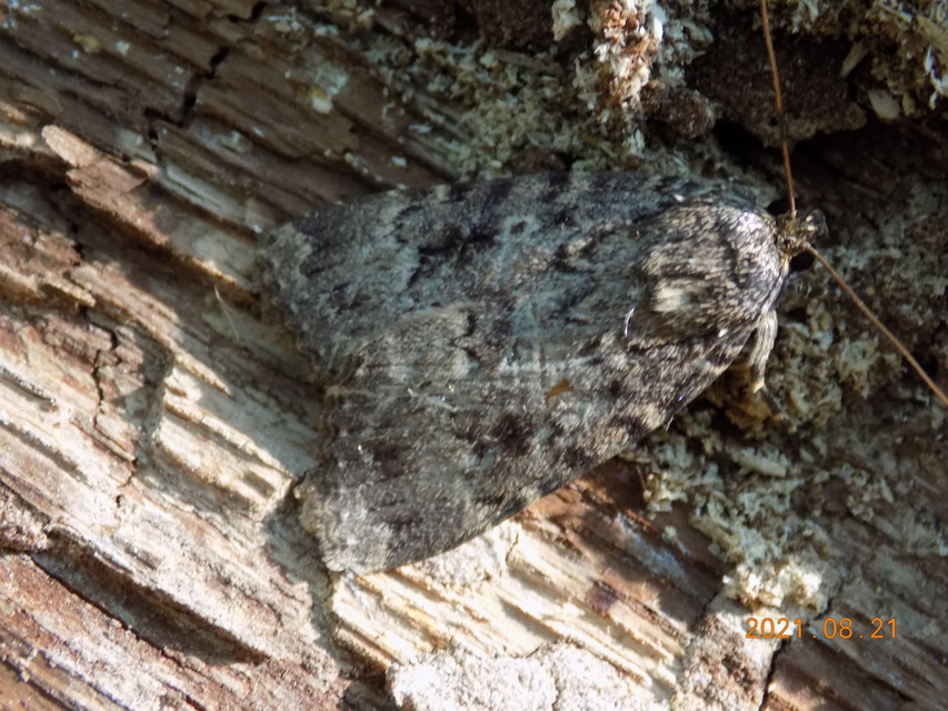 Amphipyra berbera/pyramidea