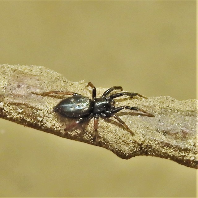 Aphantaulax cincta/trifasciata