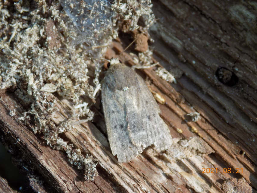 Amphipyra tragopoginis - bakszakállbagoly