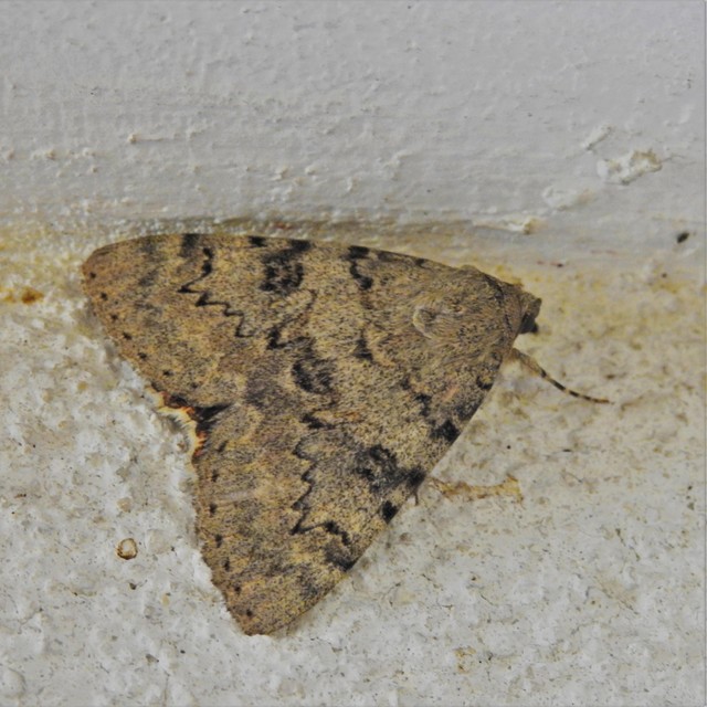 Catocala puerpera - nyárfa-övesbagoly