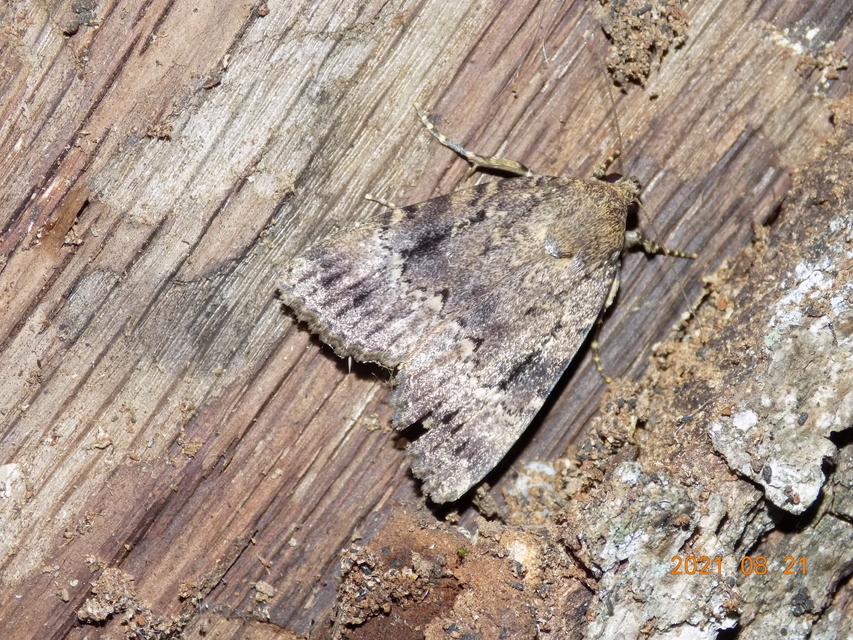 Amphipyra berbera/pyramidea