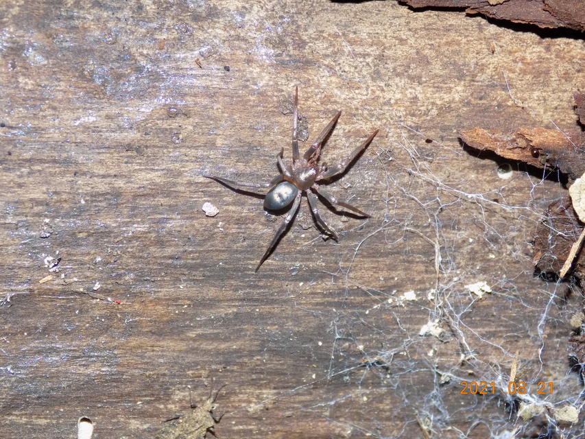 Drapeta rutilans - csillogó avarpók