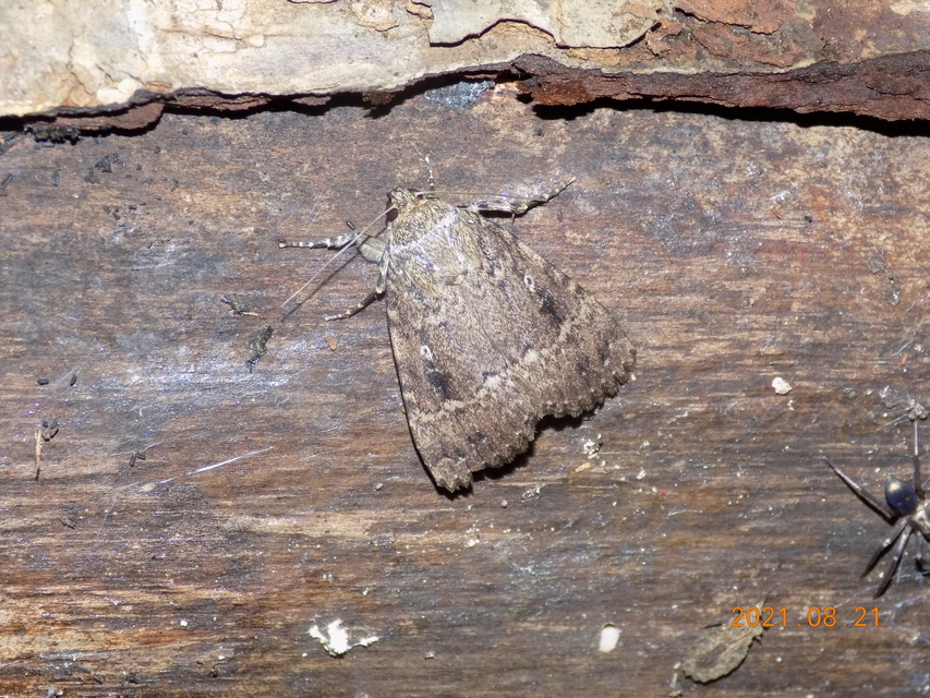 Amphipyra berbera/pyramidea