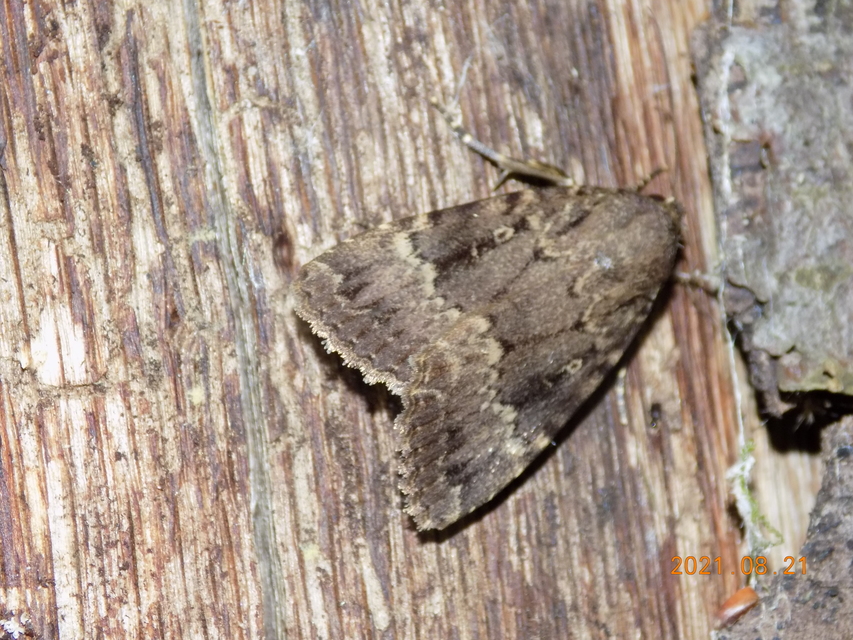 Amphipyra berbera/pyramidea