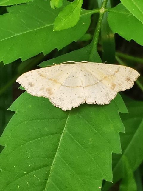 Cyclophora punctaria - sávos pettyesaraszoló