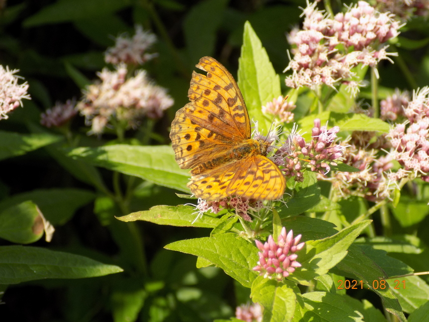 Argynnis adippe - ezüstös gyöngyházlepke