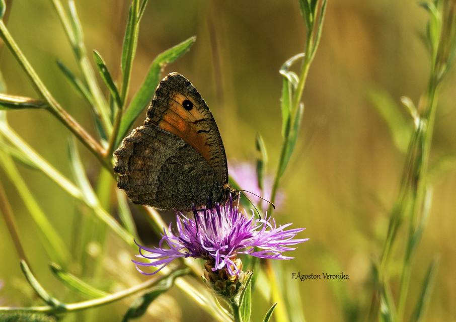 Arethusana arethusa - közönséges szemeslepke