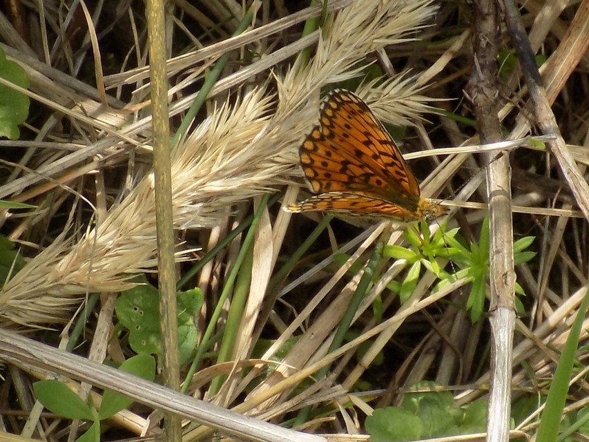 Boloria selene - fakó gyöngyházlepke