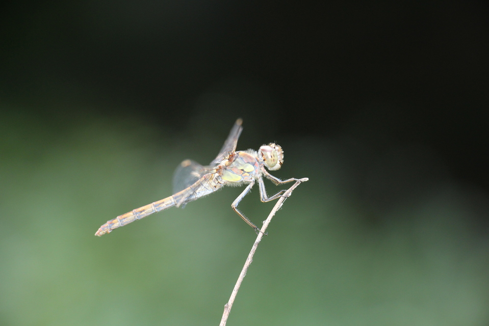 Sympetrum striolatum - harántsávos katona-szitakötő