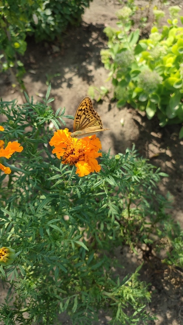 Argynnis pandora - zöldes gyöngyházlepke