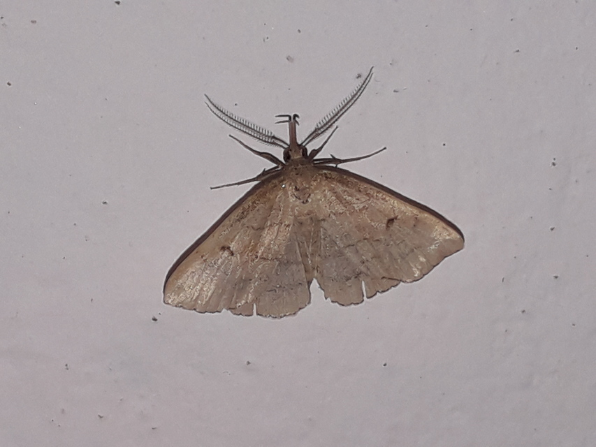 Pechipogo plumigeralis - tollascsápú karcsúbagoly