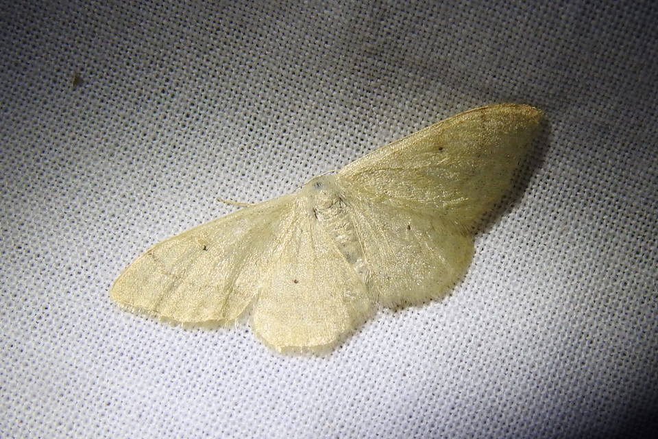 Idaea straminata - szalmasárga sávosaraszoló