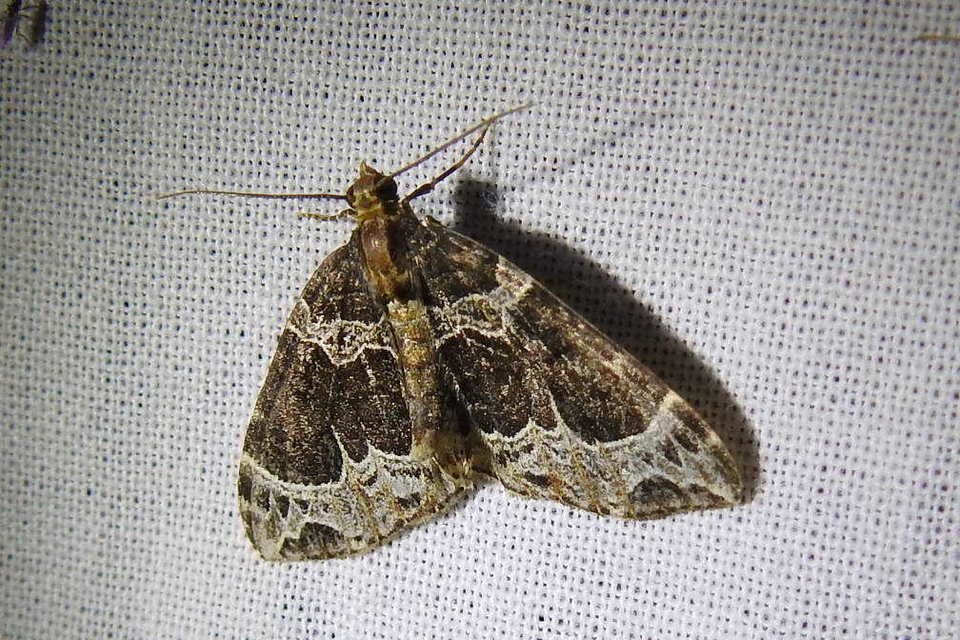 Ecliptopera silaceata - barna tarkaaraszoló