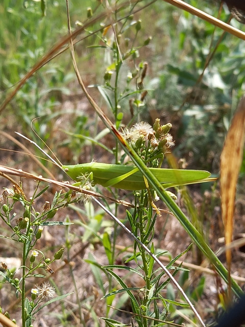 Ruspolia nitidula - nagy kúpfejűszöcske