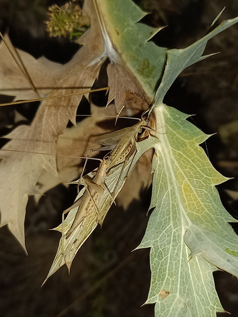 Oecanthus pellucens - pirregőtücsök