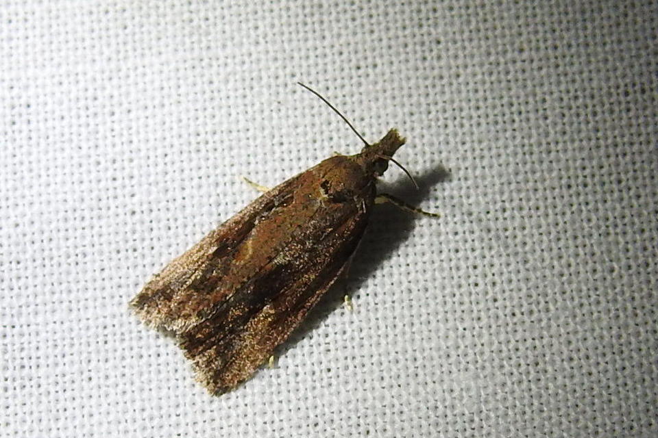 Endothenia quadrimaculana - mocsári tükrösmoly