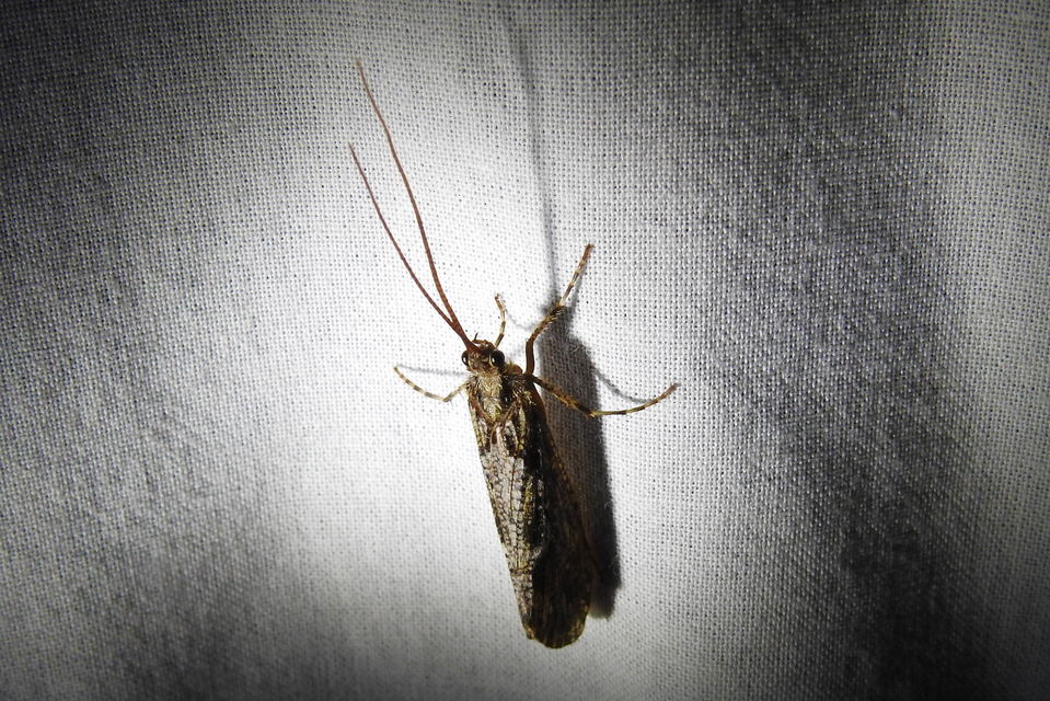 Phryganeidae