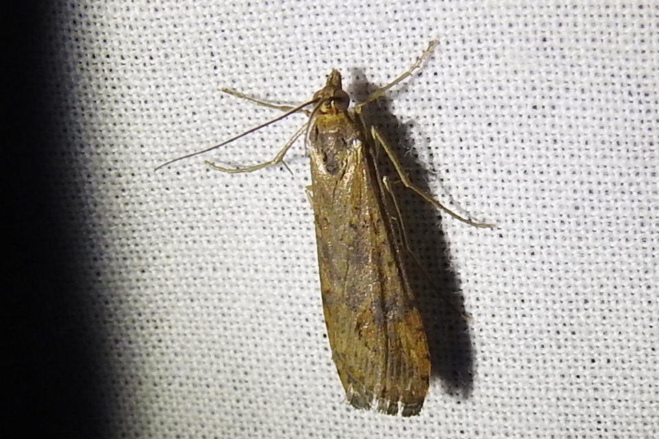 Nomophila noctuella - közönséges vándormoly