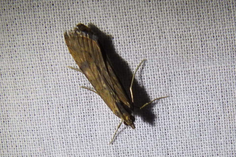 Nomophila noctuella - közönséges vándormoly